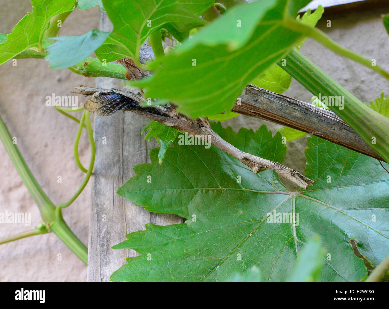 Master of disguise. Stick Insect. Stick Praying Mantis. Phasmida. Master of camouflage. Stick mantis. Stock Photo