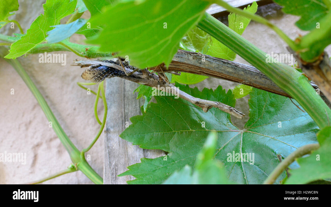 Master of disguise. Stick Insect. Stick Praying Mantis. Phasmida Stock Photo