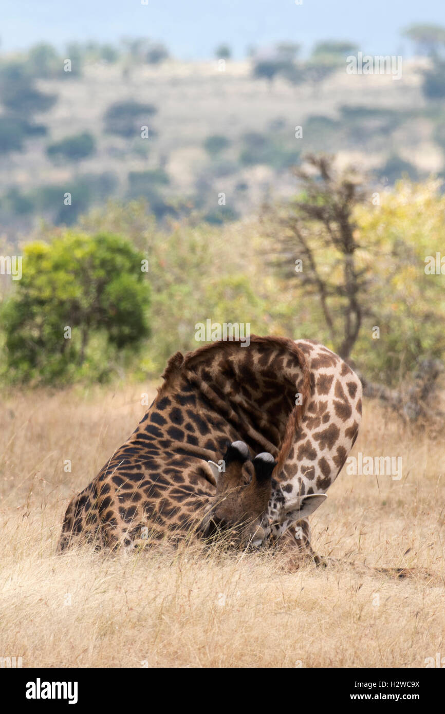 Giraffe sleeping in Masai Mara National reserve , Kenya Stock Photo