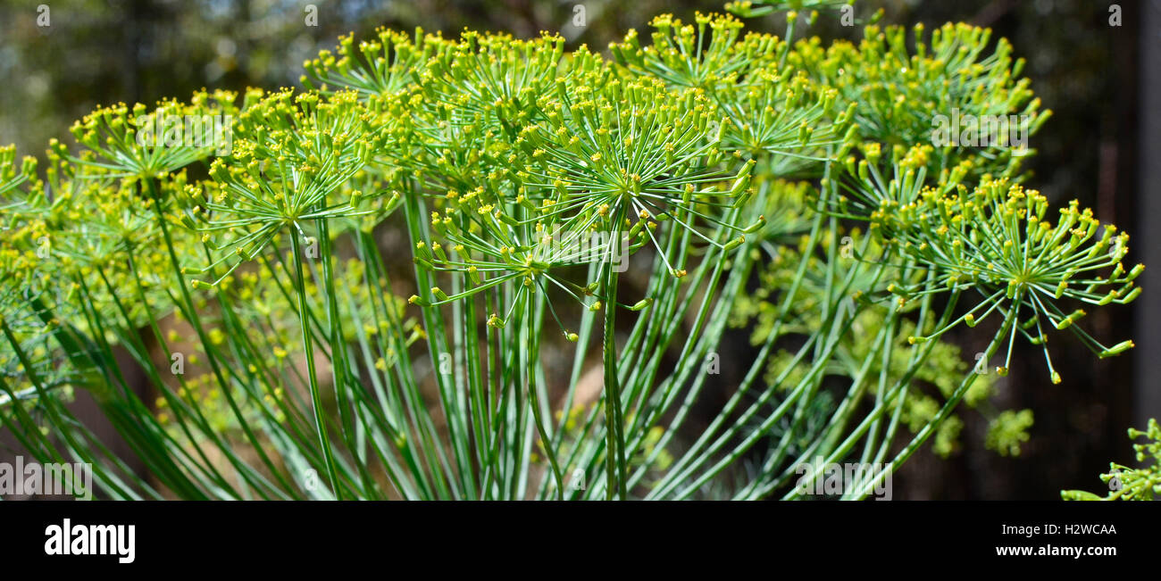 Dill (Anethum graveolens). Dill flower explodes in yellow and green umbels. Stock Photo
