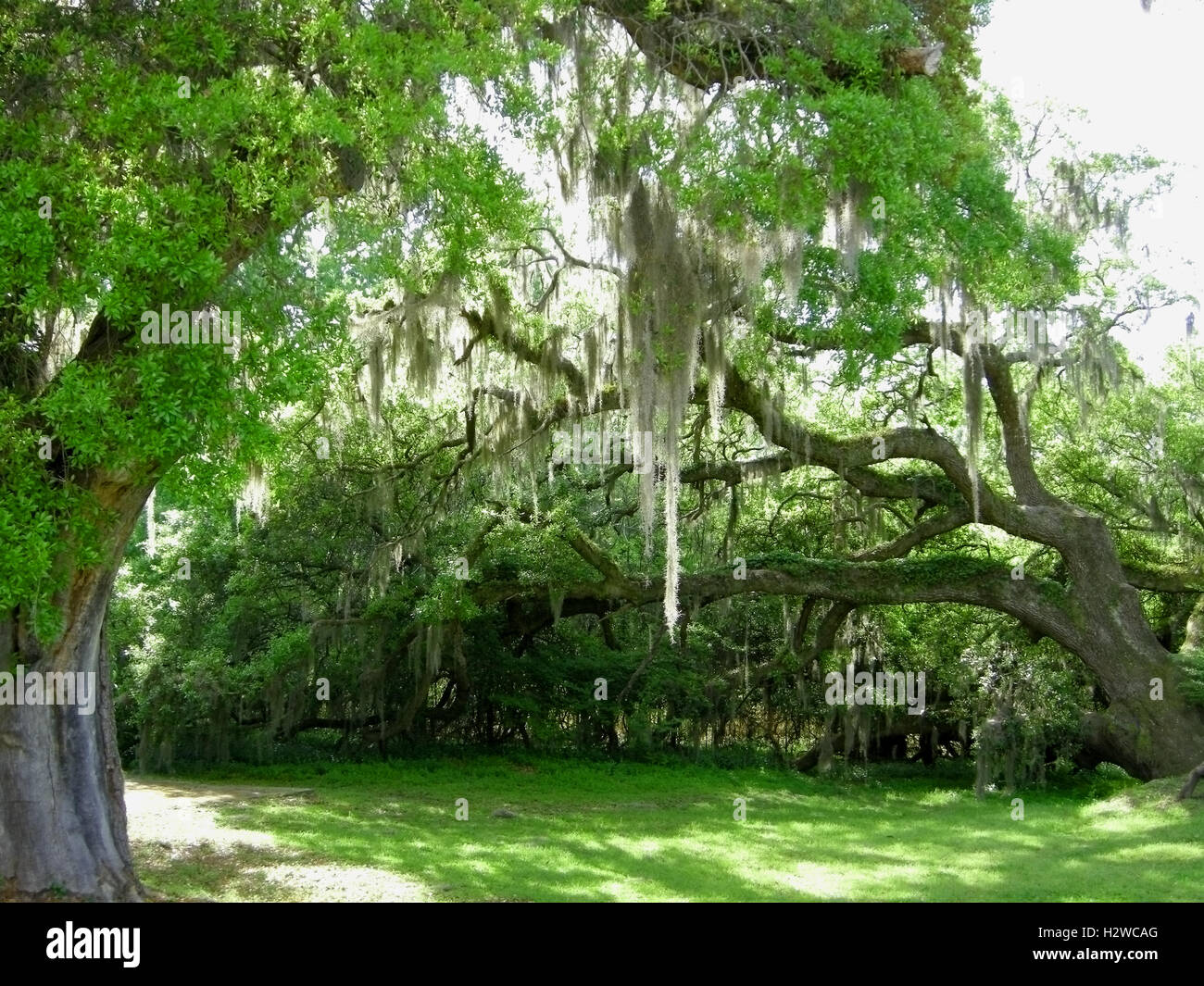 Live Oak trees with Spanish Moss Stock Photo - Alamy