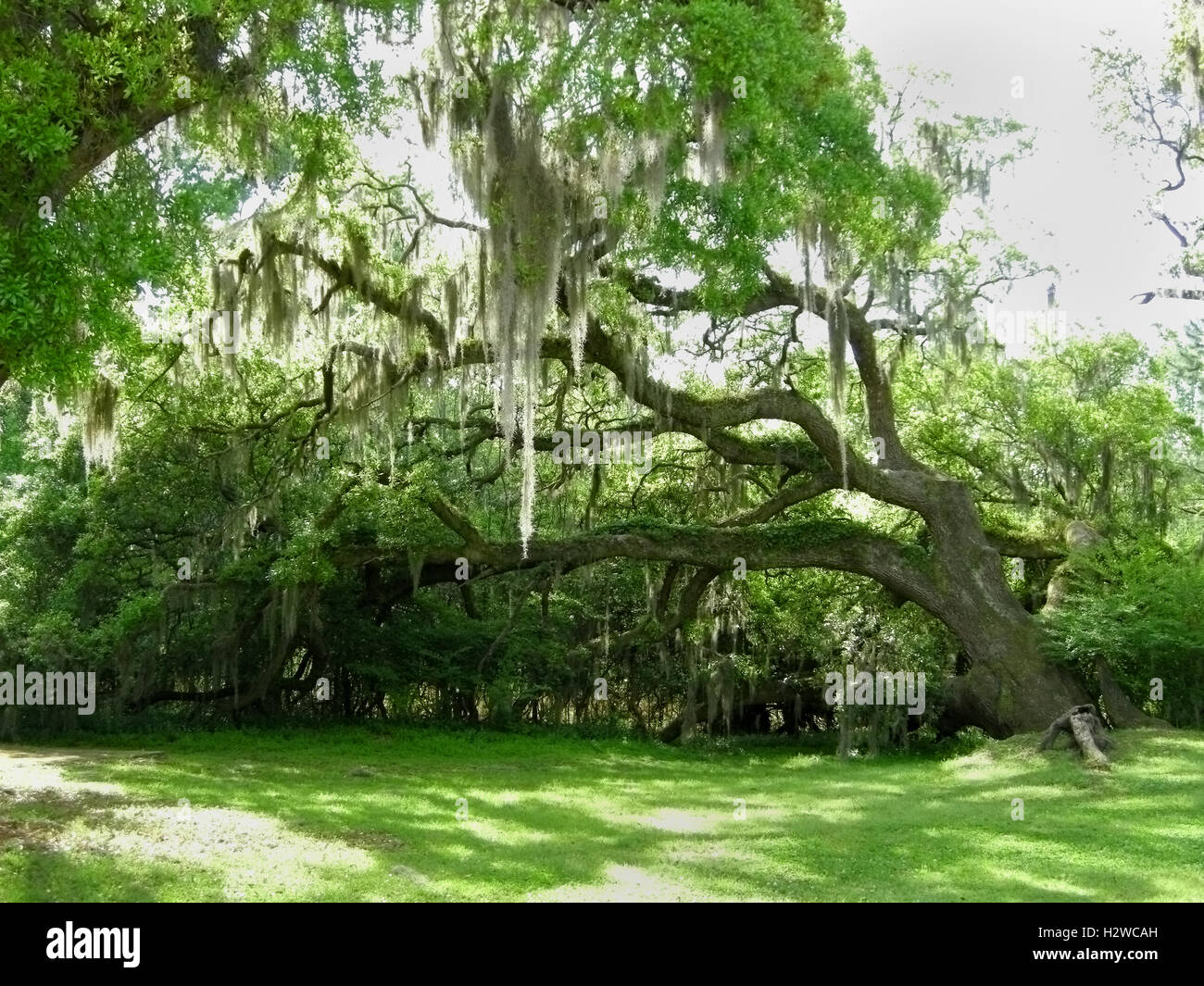Live Oak trees with Spanish Moss Stock Photo Alamy