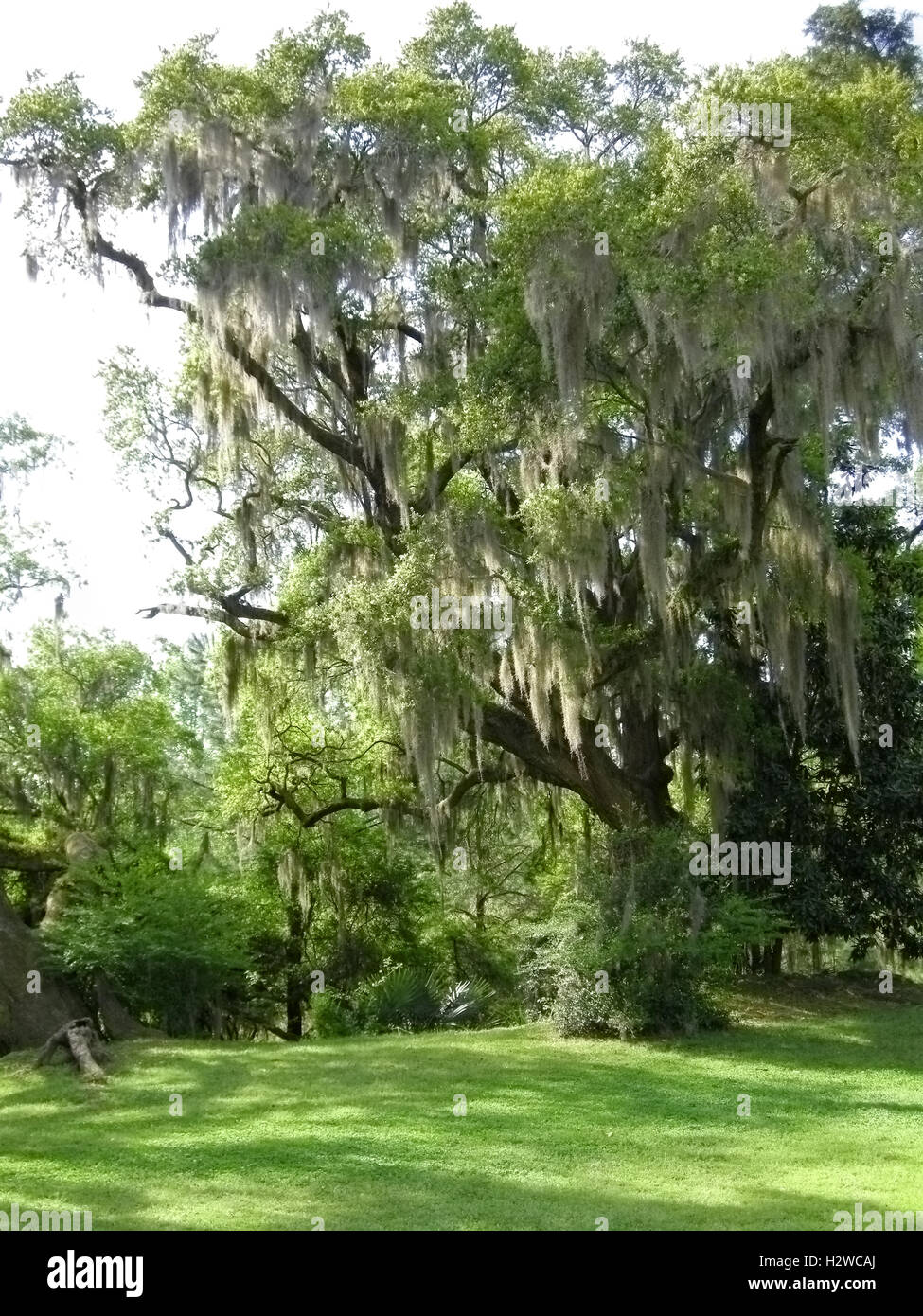 Live Oak trees with Spanish Moss Stock Photo Alamy