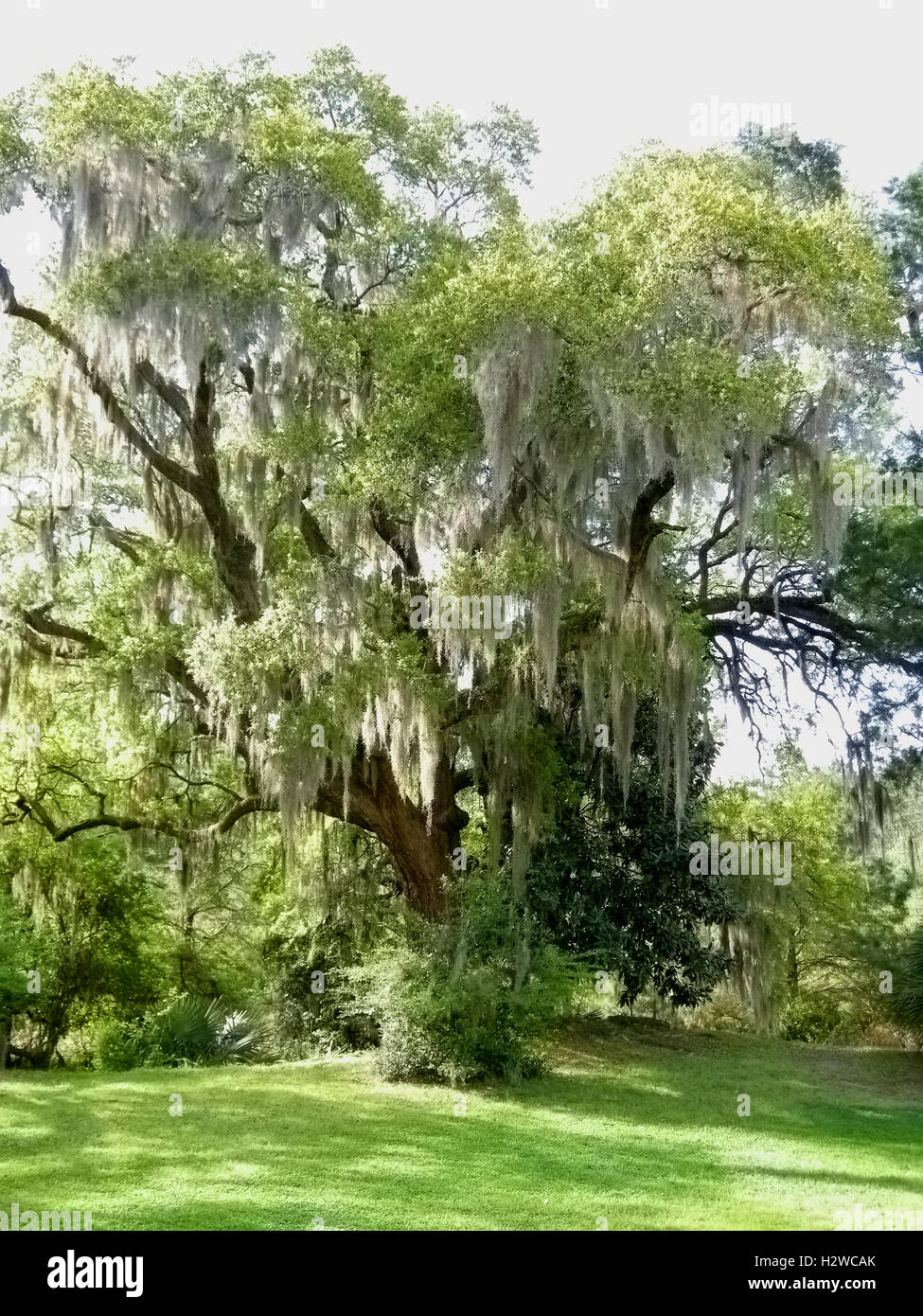 Live Oak trees with Spanish Moss Stock Photo - Alamy