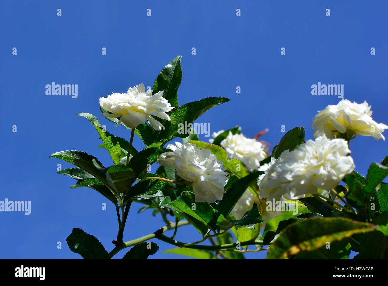 White hedge rose bush against a dark blue sky. Stock Photo