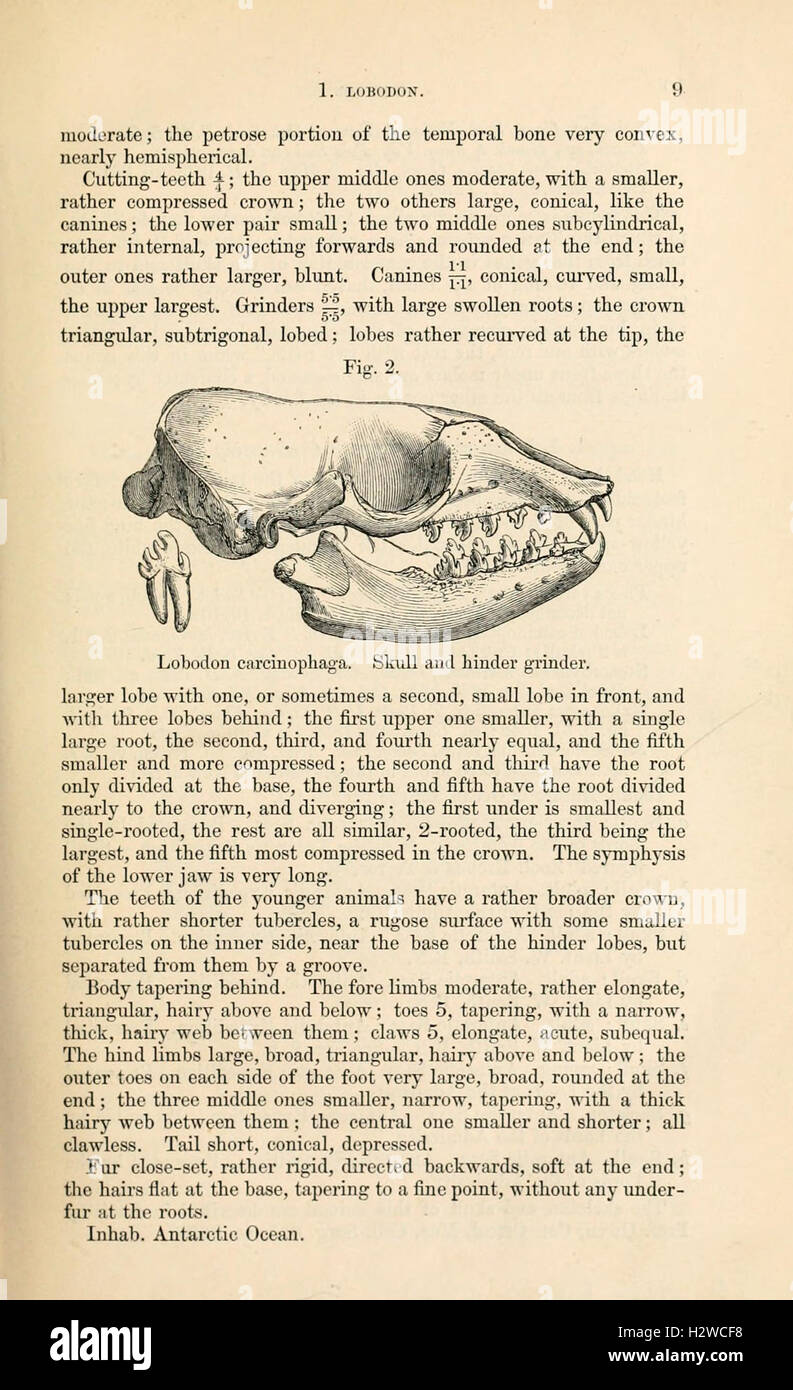 A catalog listing the seals and whales in a museum collection, with