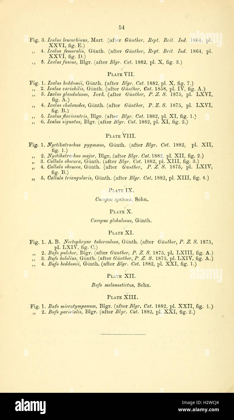 Catalogue of the Batrachia Salientia and Apoda (frogs, toads, and cœcilians) of southern India (Page 54) BHL96 Stock Photo