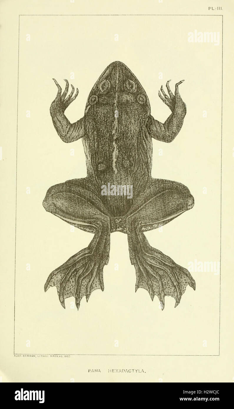 Catalogue of the Batrachia Salientia and Apoda (frogs, toads, and cœcilians) of southern India (Plate III) BHL96 Stock Photo