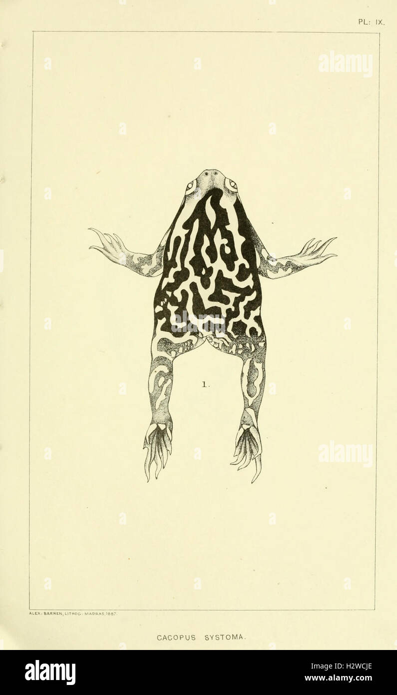 Catalogue of the Batrachia Salientia and Apoda (frogs, toads, and cœcilians) of southern India (Plate IX) BHL96 Stock Photo