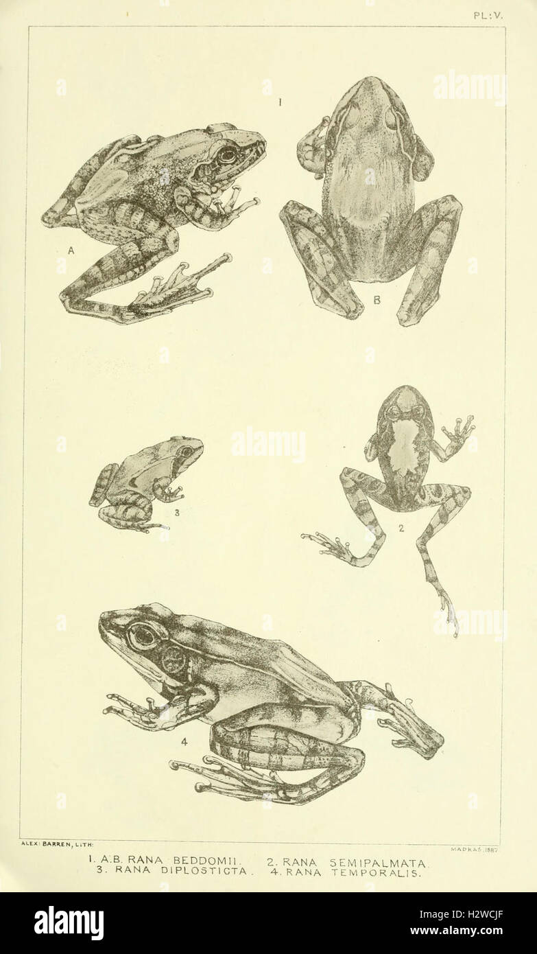 Catalogue of the Batrachia Salientia and Apoda (frogs, toads, and cœcilians) of southern India (Plate V) BHL96 Stock Photo