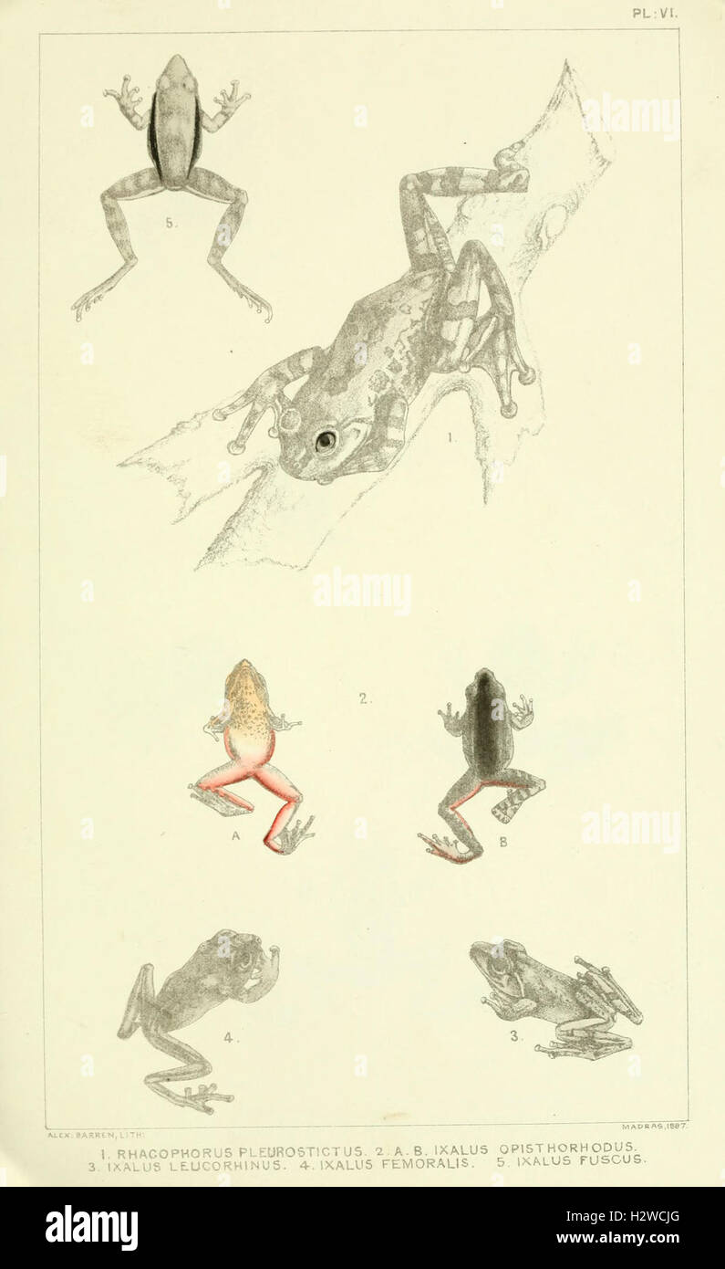 Catalogue of the Batrachia Salientia and Apoda (frogs, toads, and cœcilians) of southern India (Plate VI) BHL96 Stock Photo