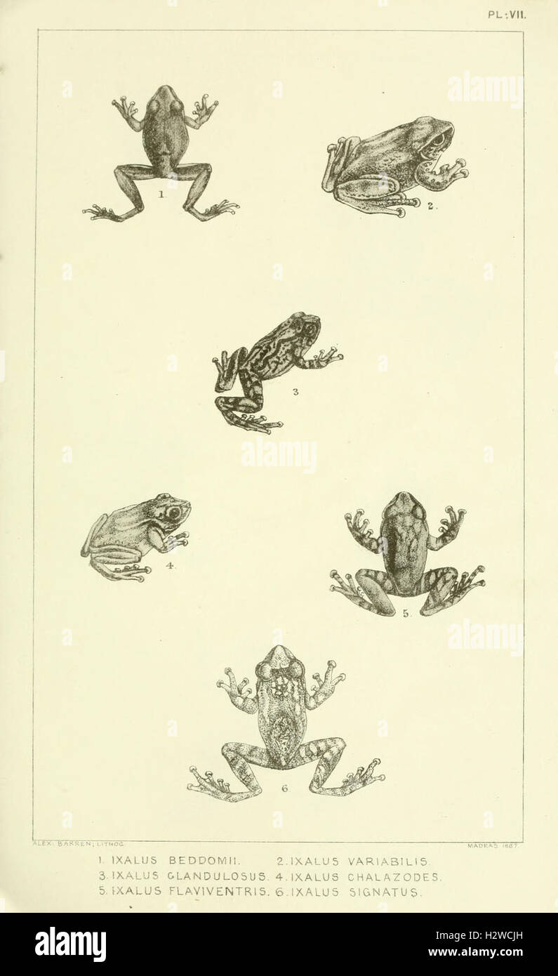 Catalogue of the Batrachia Salientia and Apoda (frogs, toads, and cœcilians) of southern India (Plate VII) BHL96 Stock Photo