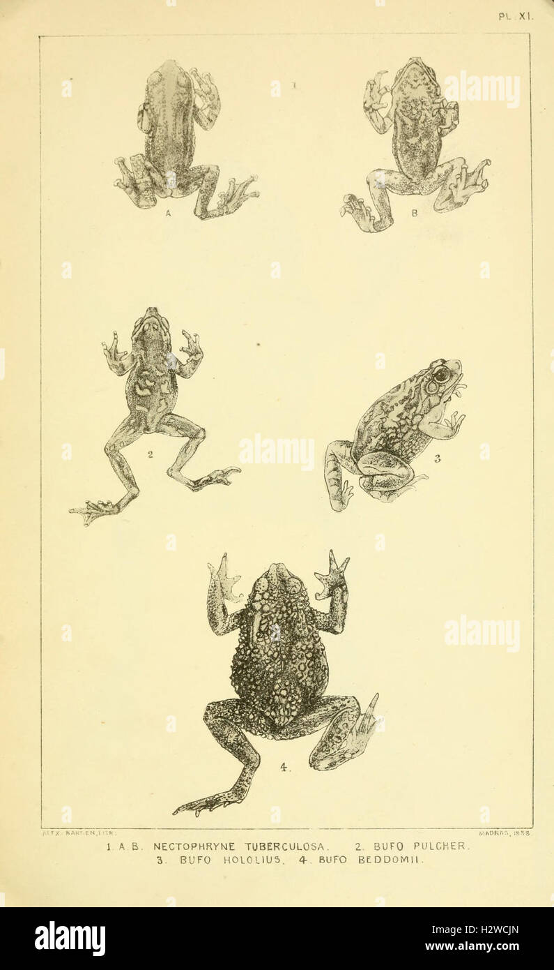 Catalogue of the Batrachia Salientia and Apoda (frogs, toads, and cœcilians) of southern India (Plate XI) BHL96 Stock Photo