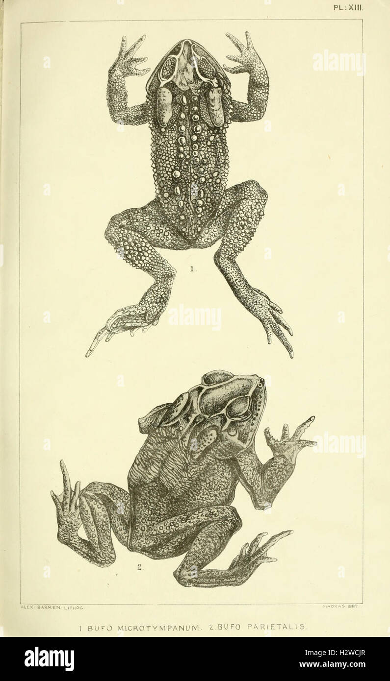Catalogue of the Batrachia Salientia and Apoda (frogs, toads, and cœcilians) of southern India (Plate XIII) BHL96 Stock Photo