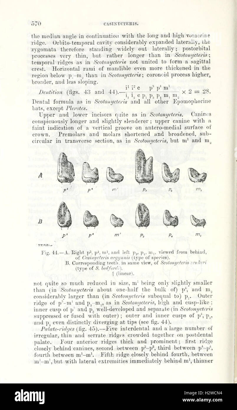 This catalogue lists the chiropteran species (bats) housed in a ...