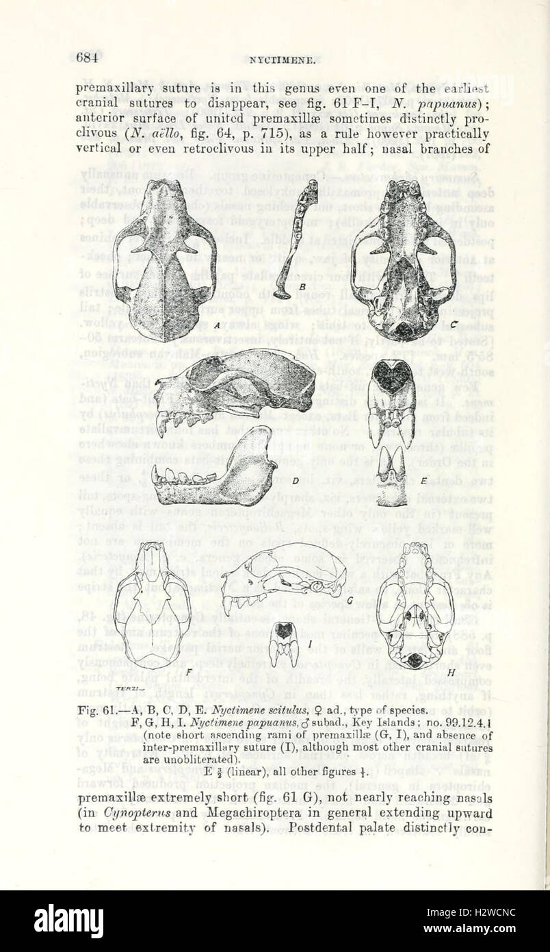 A catalogue detailing the Chiroptera (bat) species in a museum ...