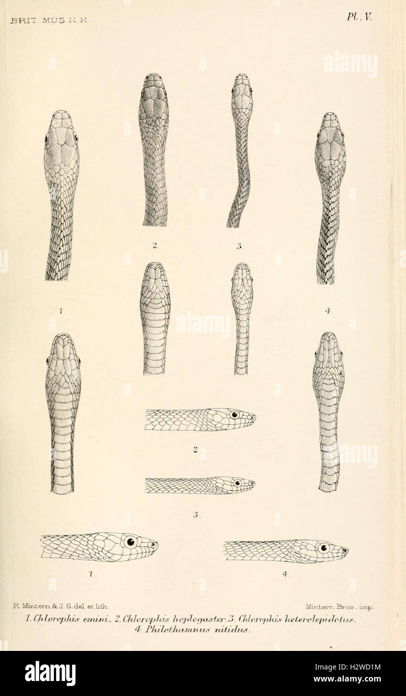 Catalogue of the snakes in the Museum BHL84 Stock Photo Alamy