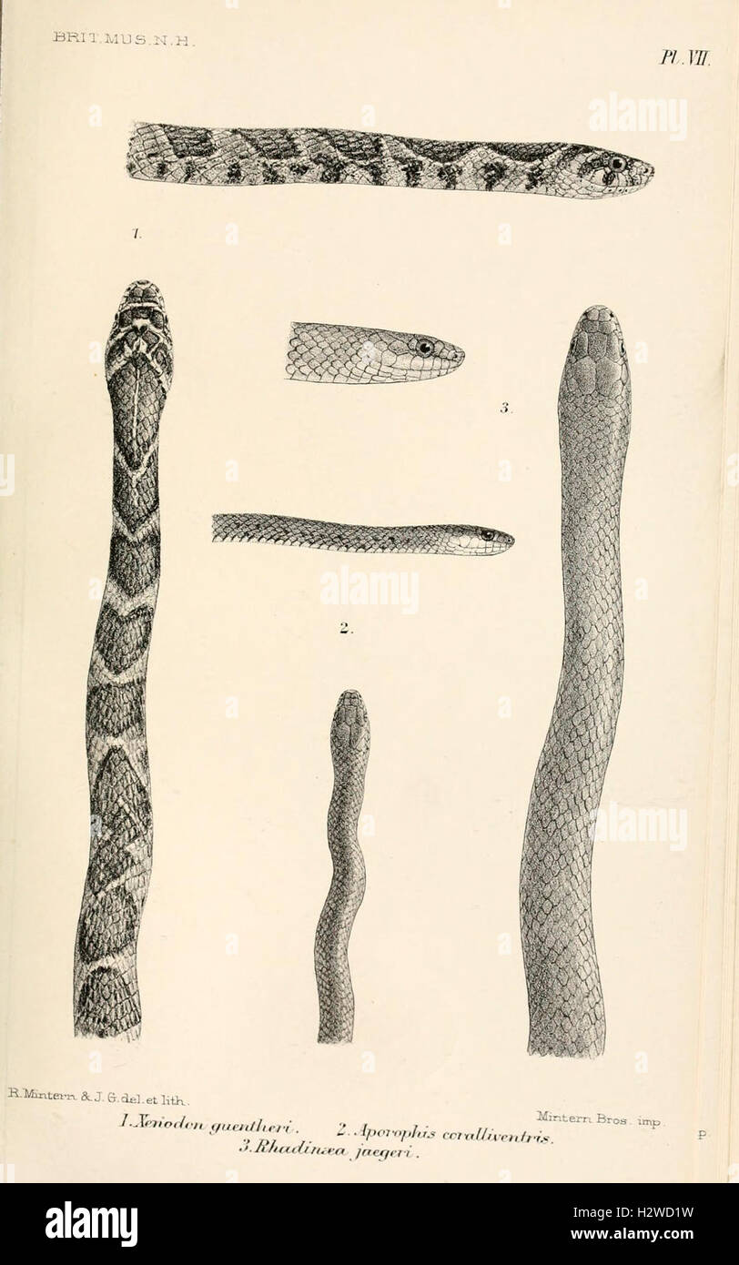 Snake Description This catalog lists various snake species housed in the museum's ...