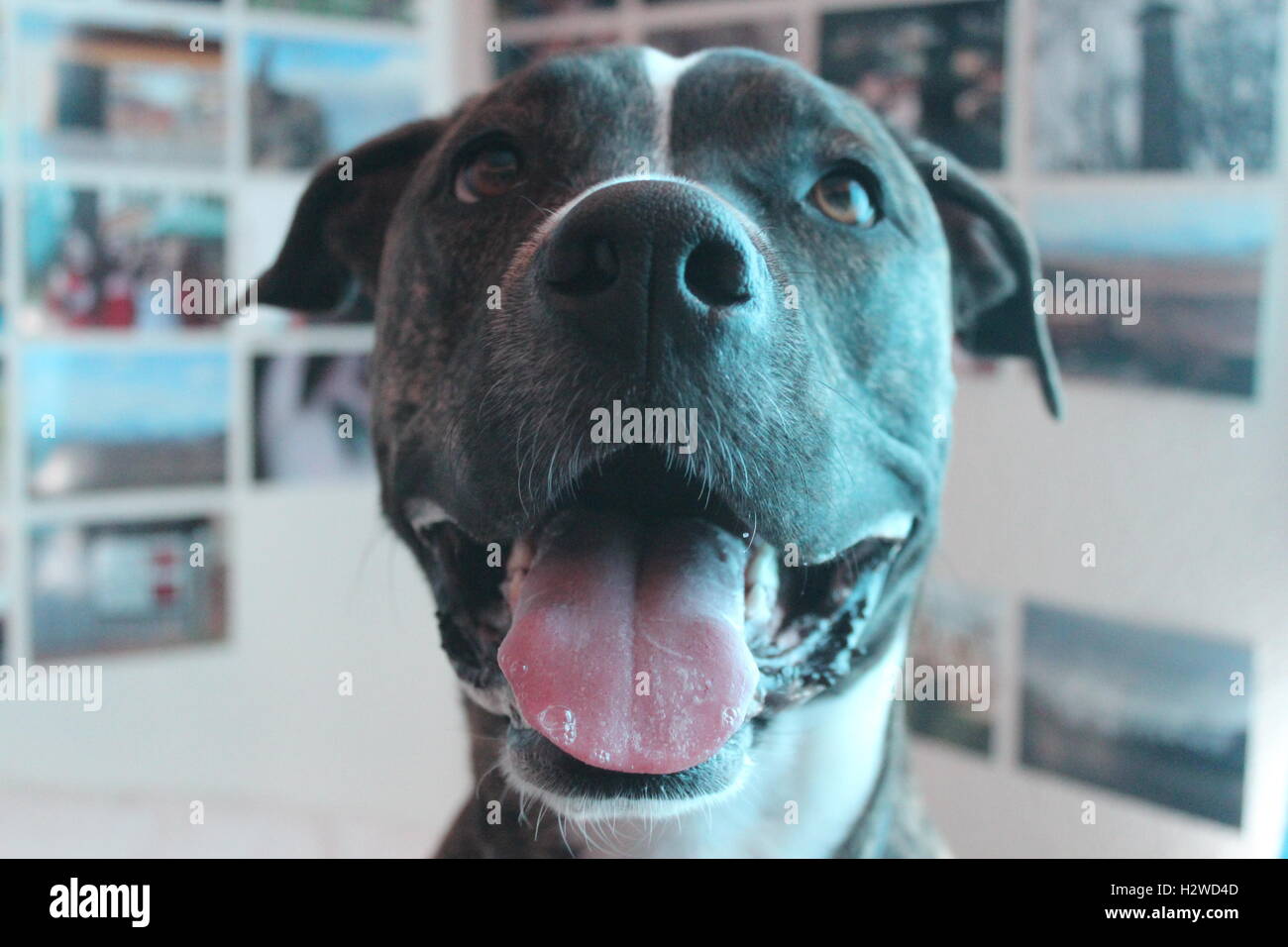 a happy dog Stock Photo