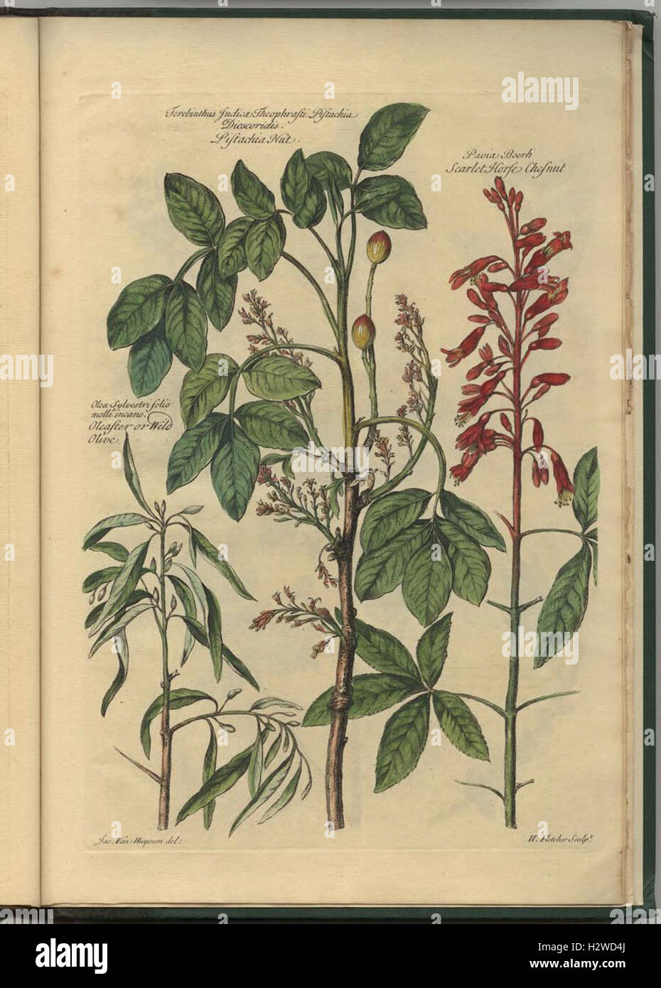 A catalog of plant species, featuring detailed illustrations of plant ...