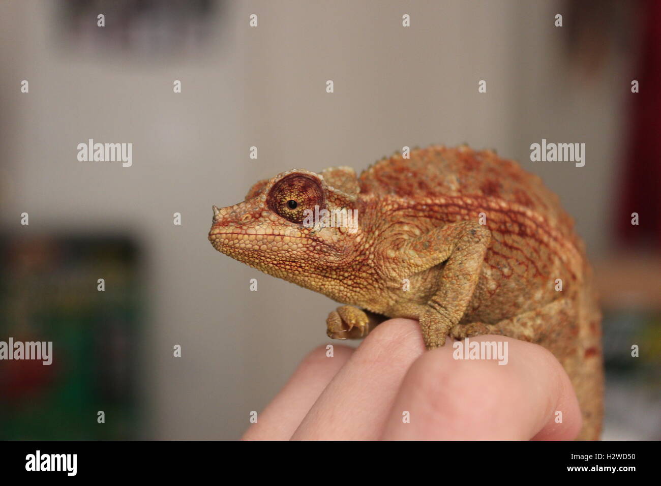 a chameleon Stock Photo