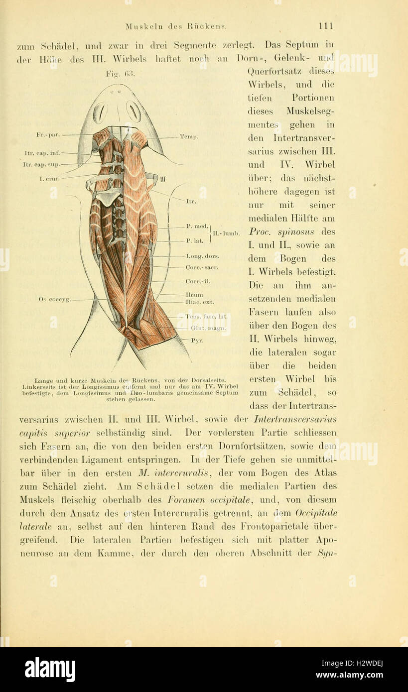 An anatomical study of frogs, focusing on their internal and external ...