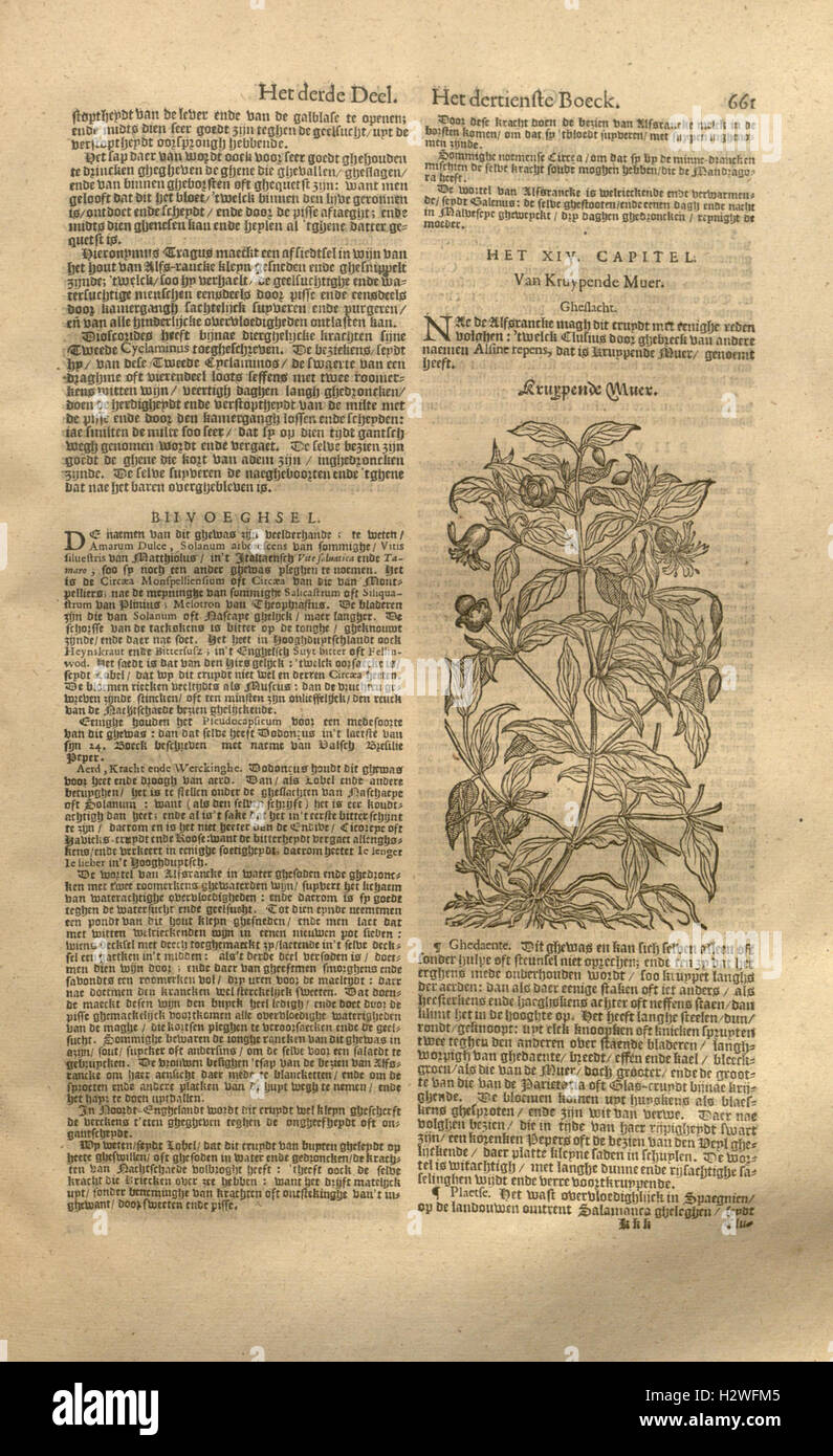 This botanical work focuses on the classification and medicinal uses of ...