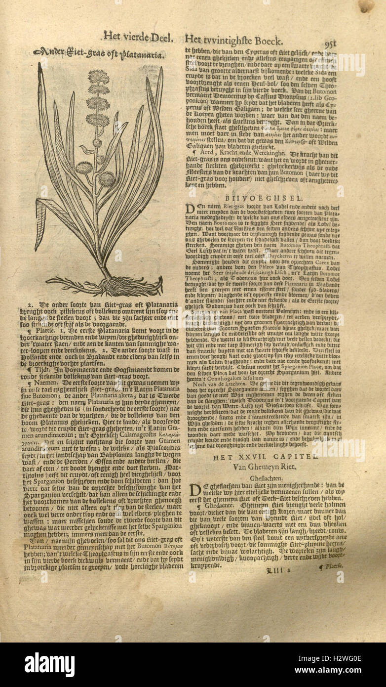 This botanical work by Rembert Dodoens updates the classification and ...