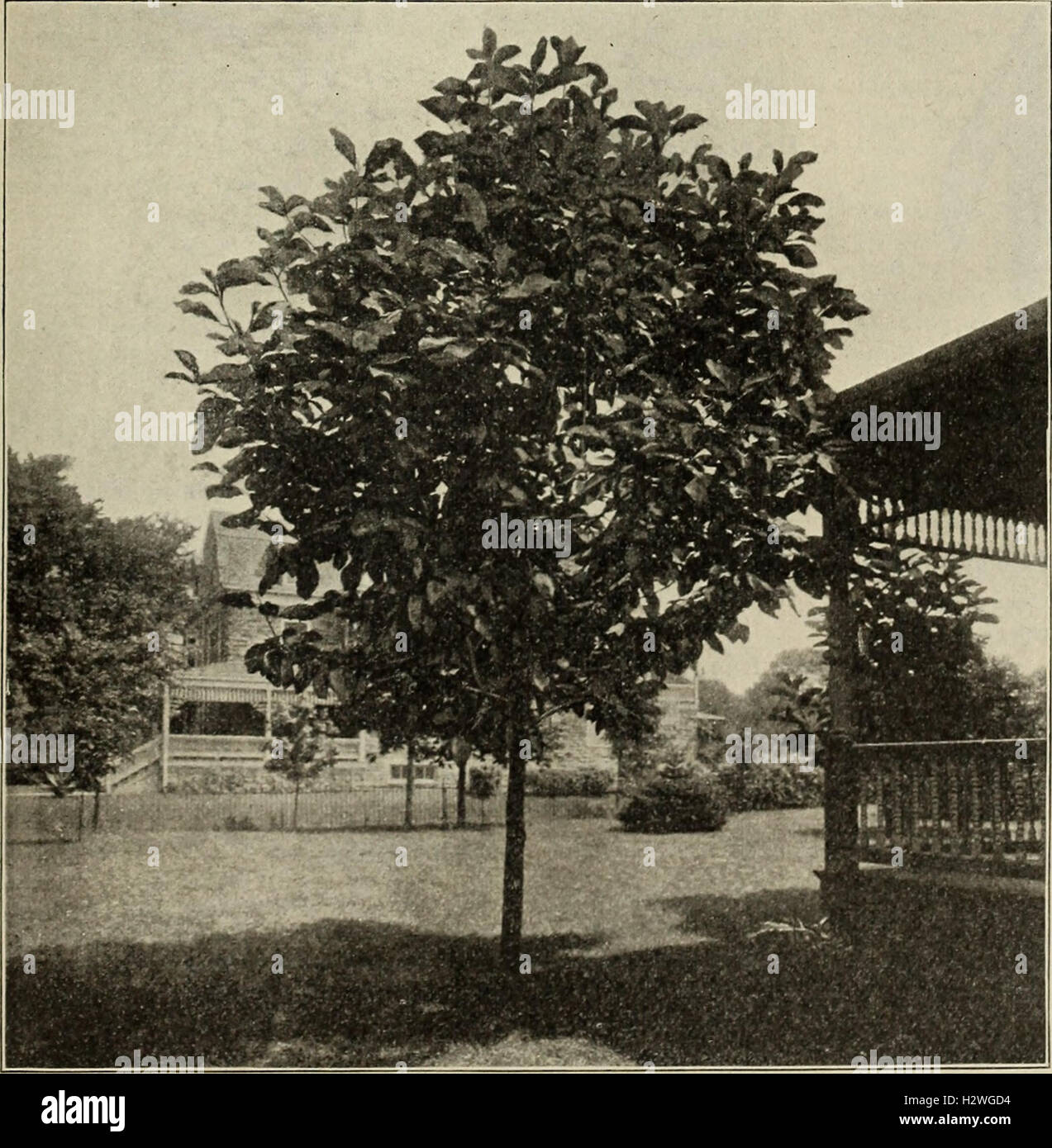 Descriptive catalogue of ornamental trees, shrubs, vines, evergreens, hardy plants and fruits (1901) (2037413 Stock Photo