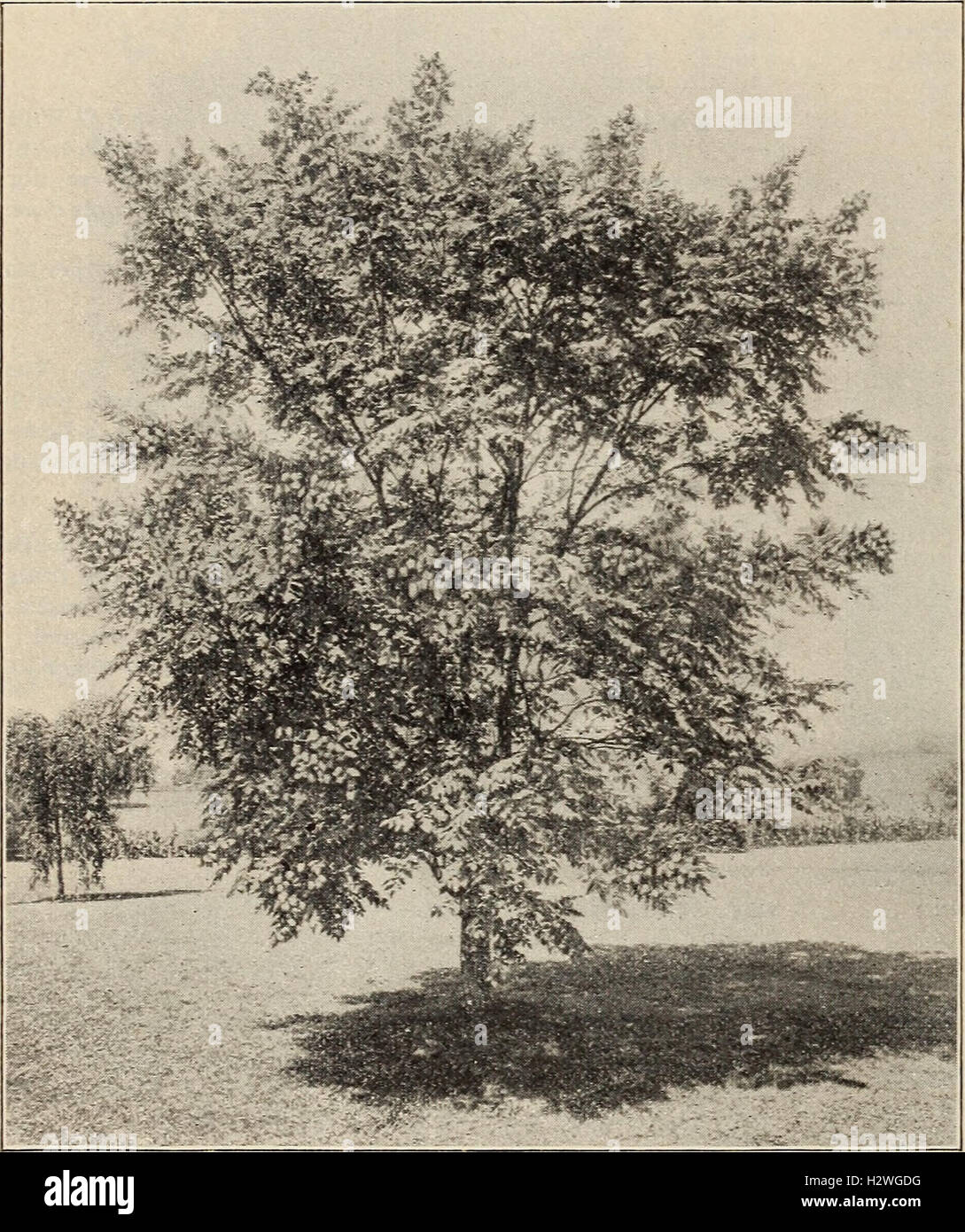 A descriptive catalog of ornamental plants, including trees, shrubs