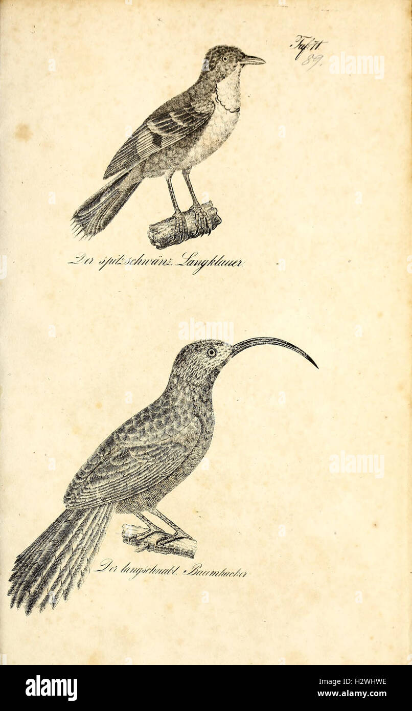 Die Naturgeschichte in getreuen Abbildungen und mit ausführlicher Beschreibung derselben (Pl. 89