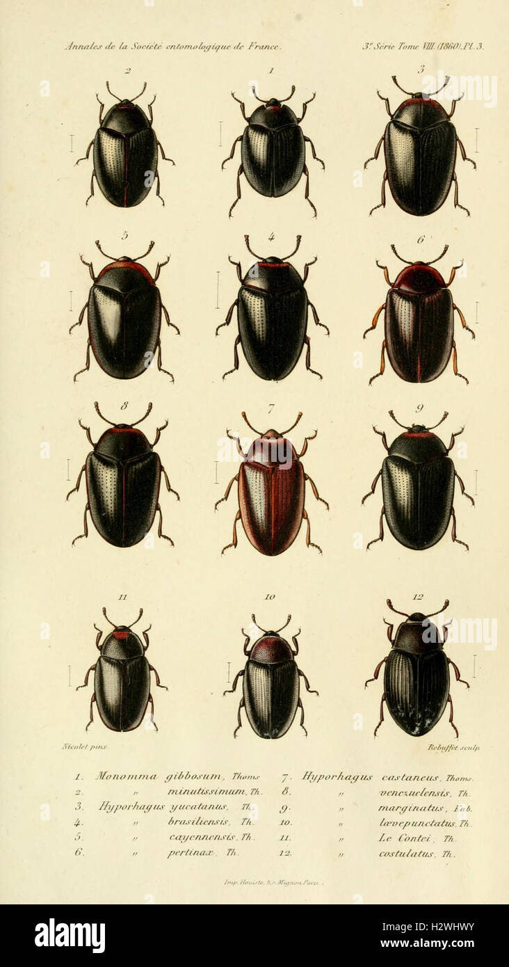 Annales de la Société entomologique de France (Pl. 3) BHL302 Stock Photo