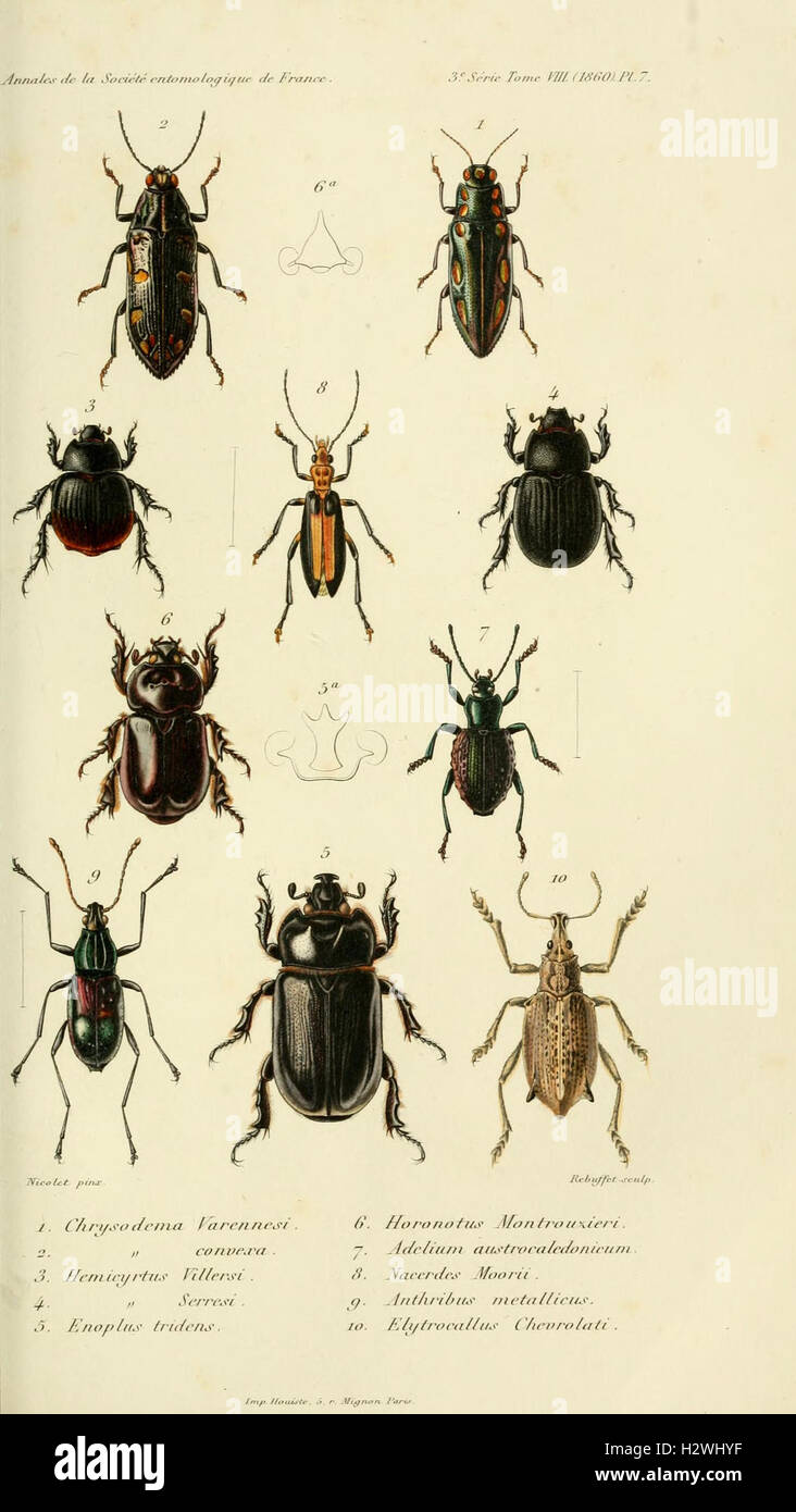An entomological publication containing detailed studies and ...