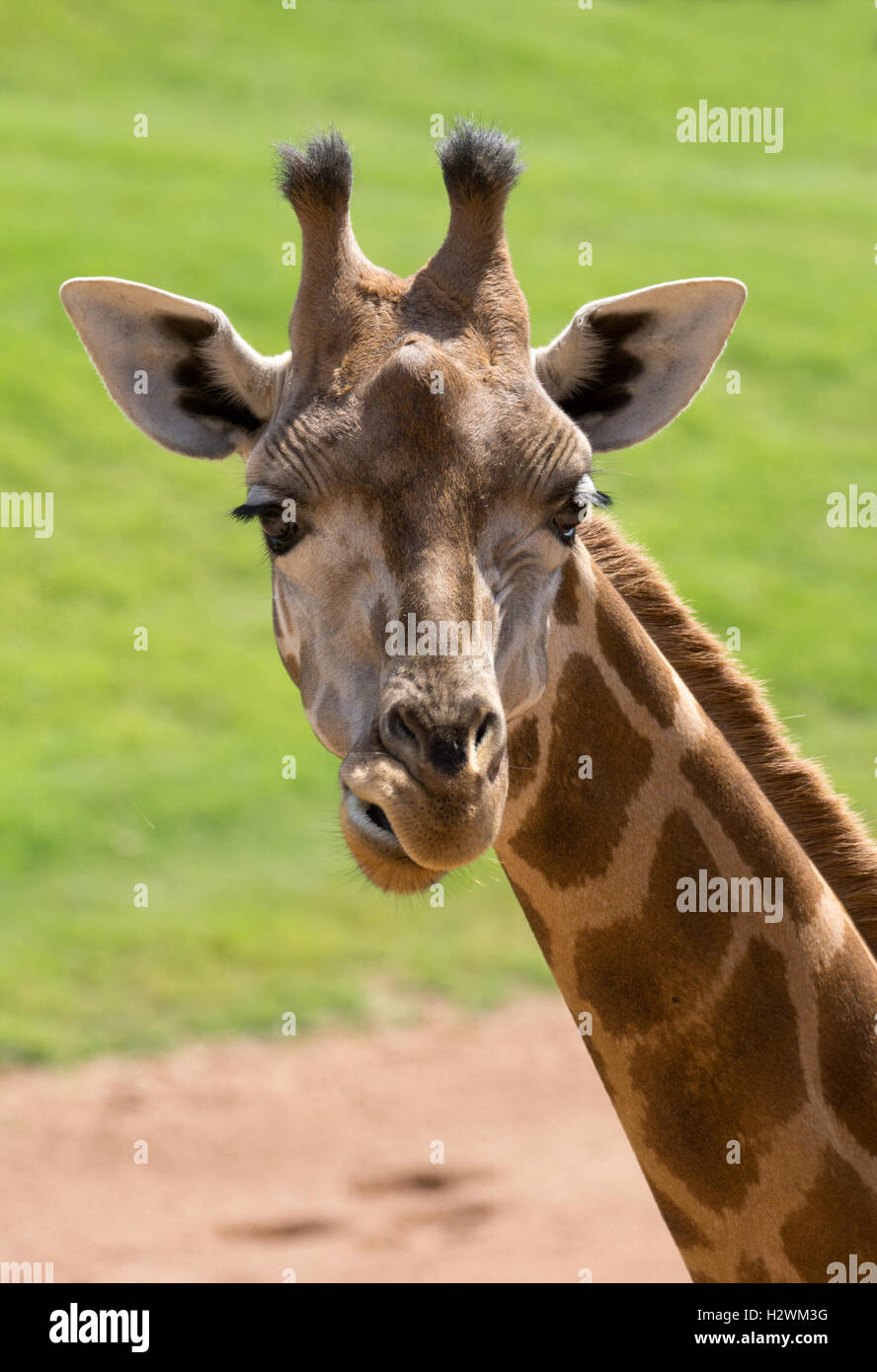 Giraffe head hires stock photography and images Alamy