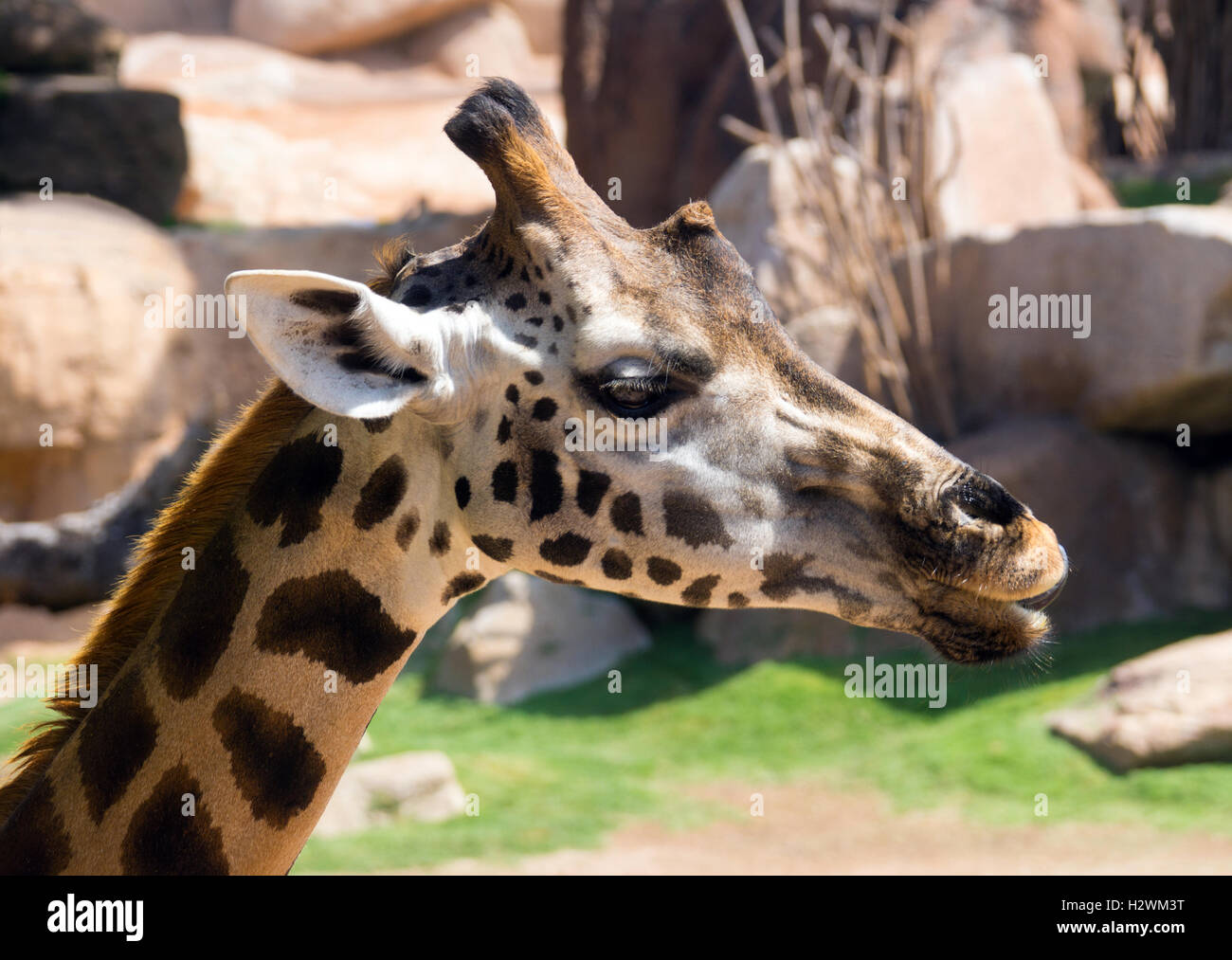 Closeup of a giraffe head Stock Photo