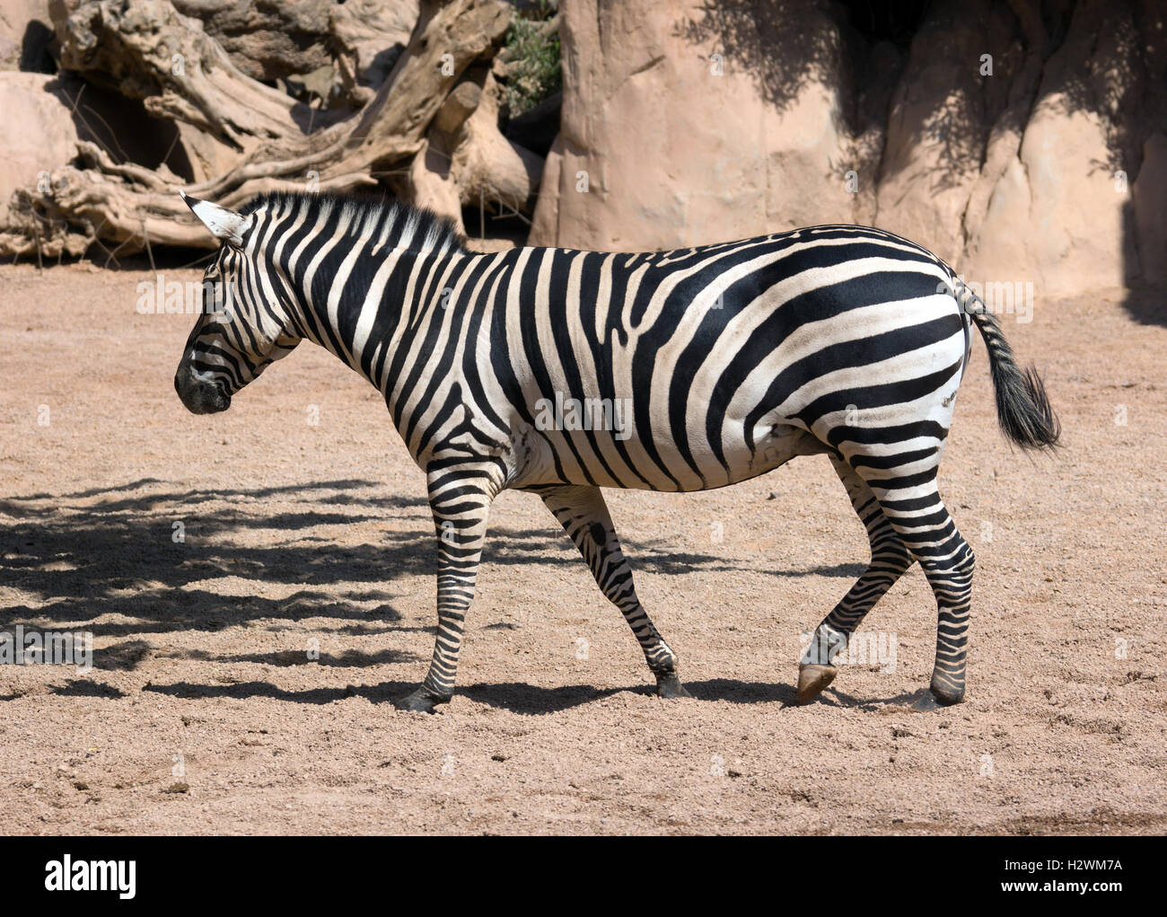 Side view of a zebra Stock Photo Alamy