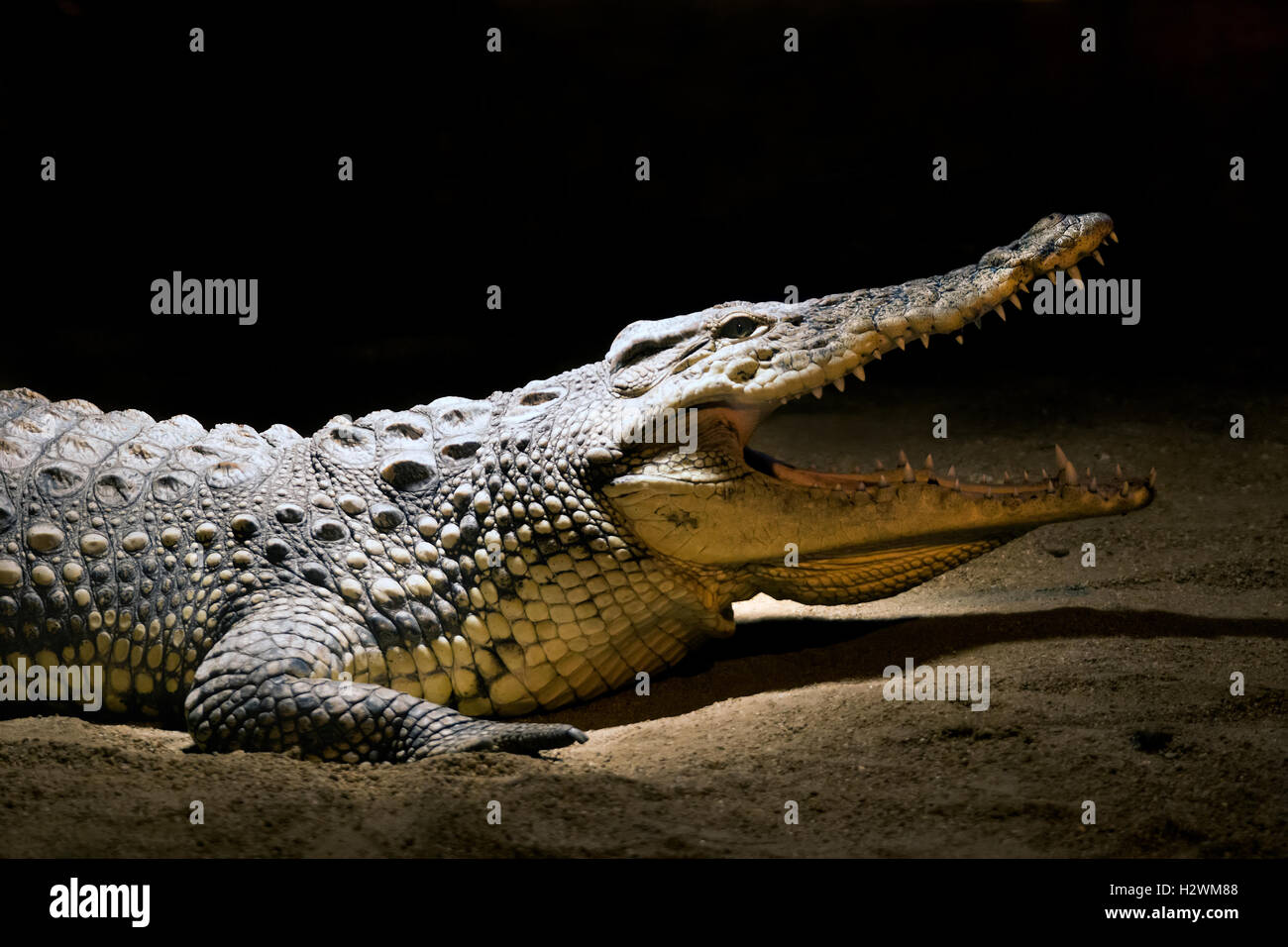 A crocodile with opened snout Stock Photo