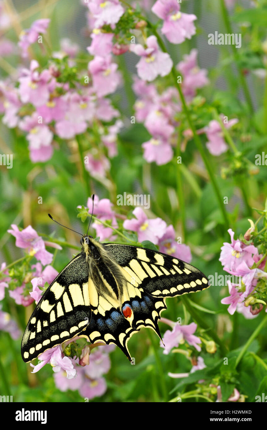 English Swallowtail Butterfly on pink flowers (Papilio machaon britannicus) Stock Photo