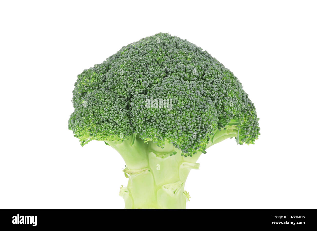 Fresh broccoli vegetable. Stock Photo