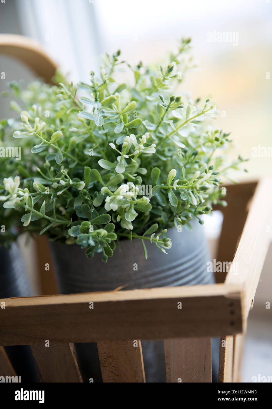 Green leaf houseplant close hi-res stock photography and images - Alamy