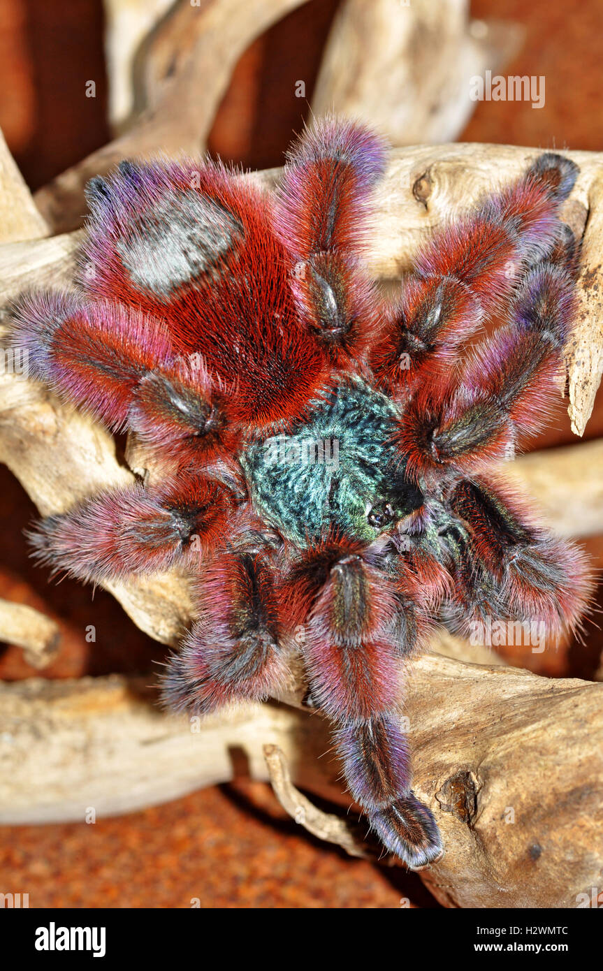 The Antilles pinktoe tarantula (Caribena versicolor)  female Stock Photo