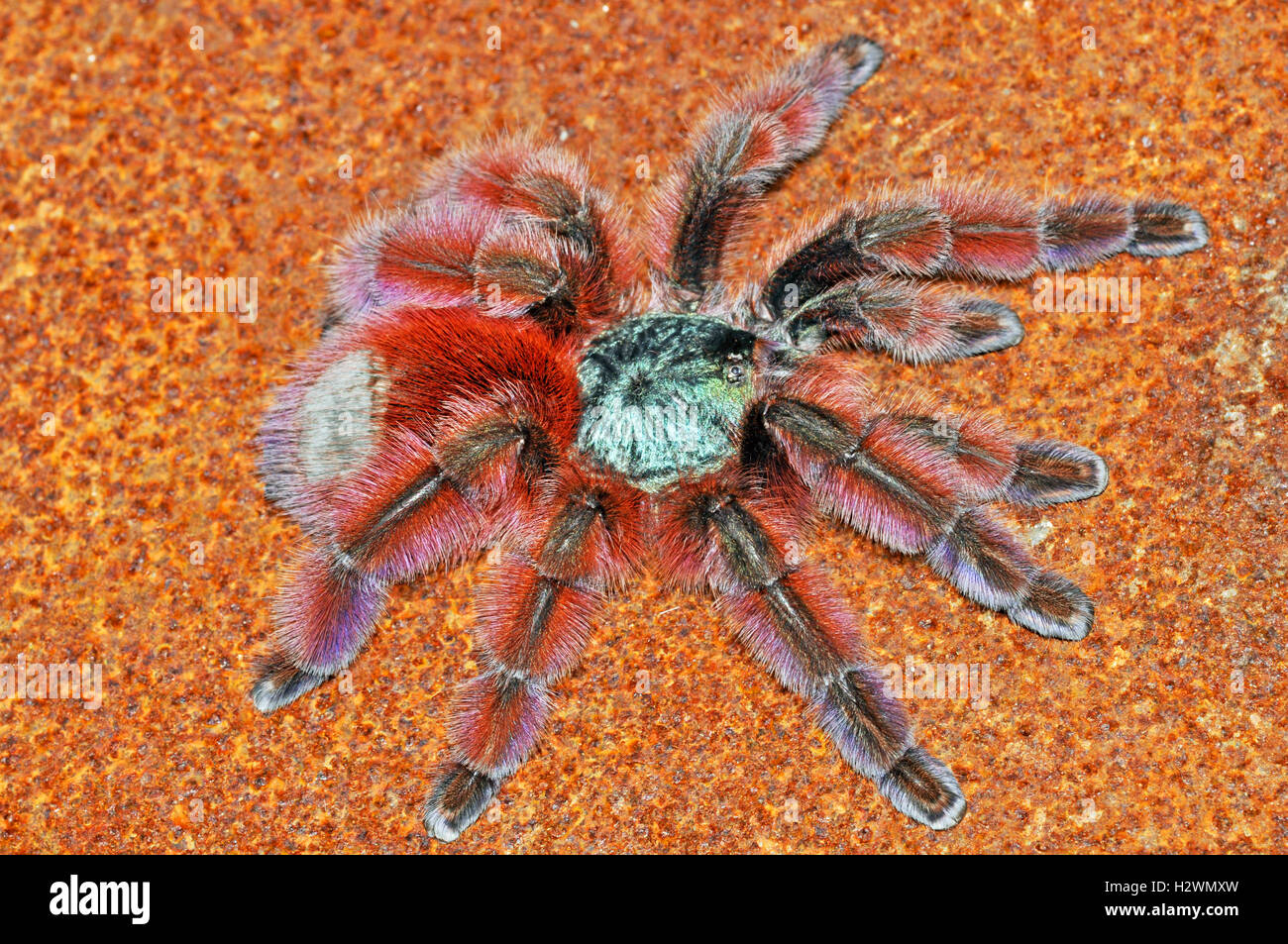 Martinique Pinktoe Tarantula Avicularia Versicolor female Stock Photo