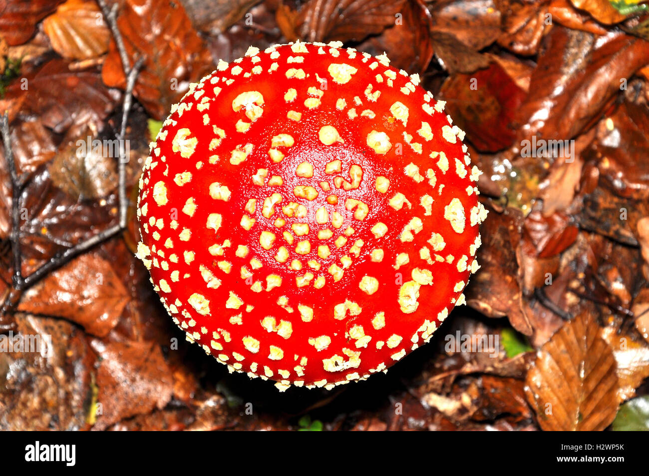 Fly Agaric mushroom (Amanita Muscaria) Stock Photo