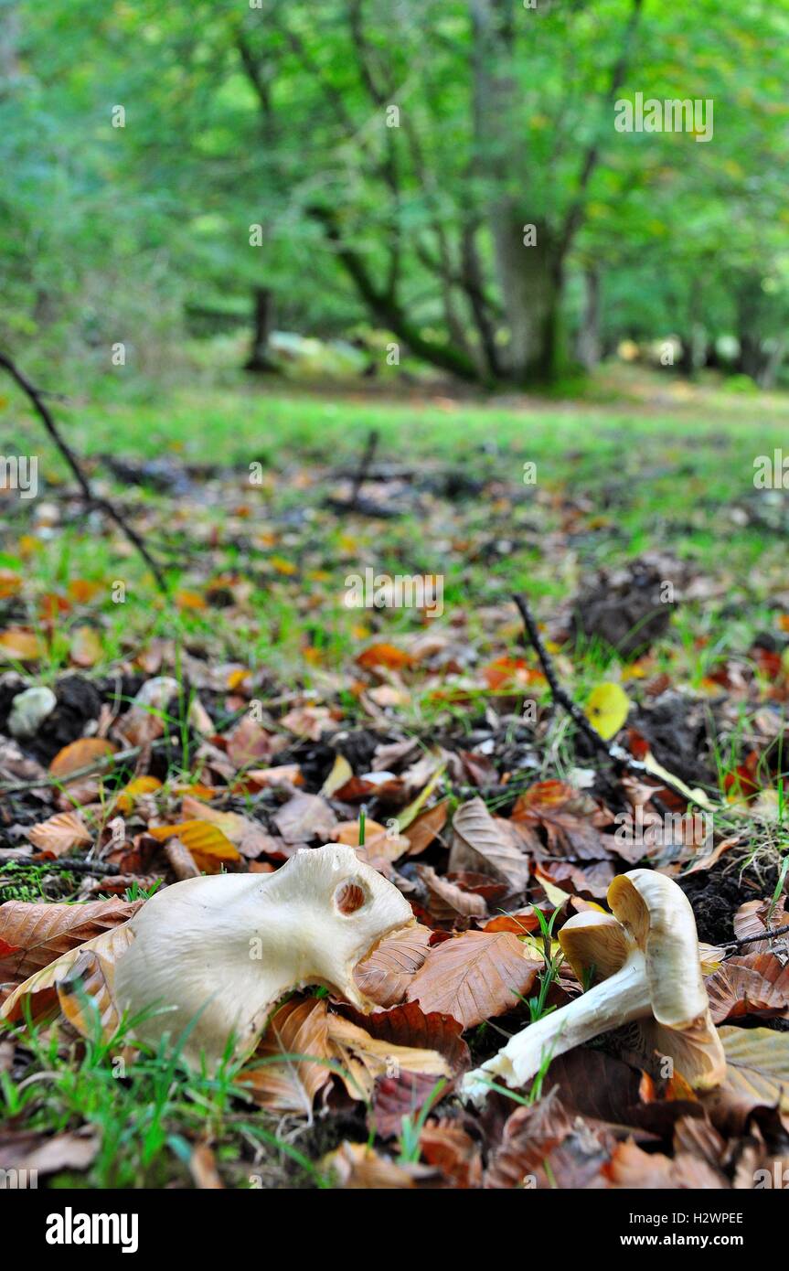 Mushroom looking like a mouse in the New Forest Stock Photo