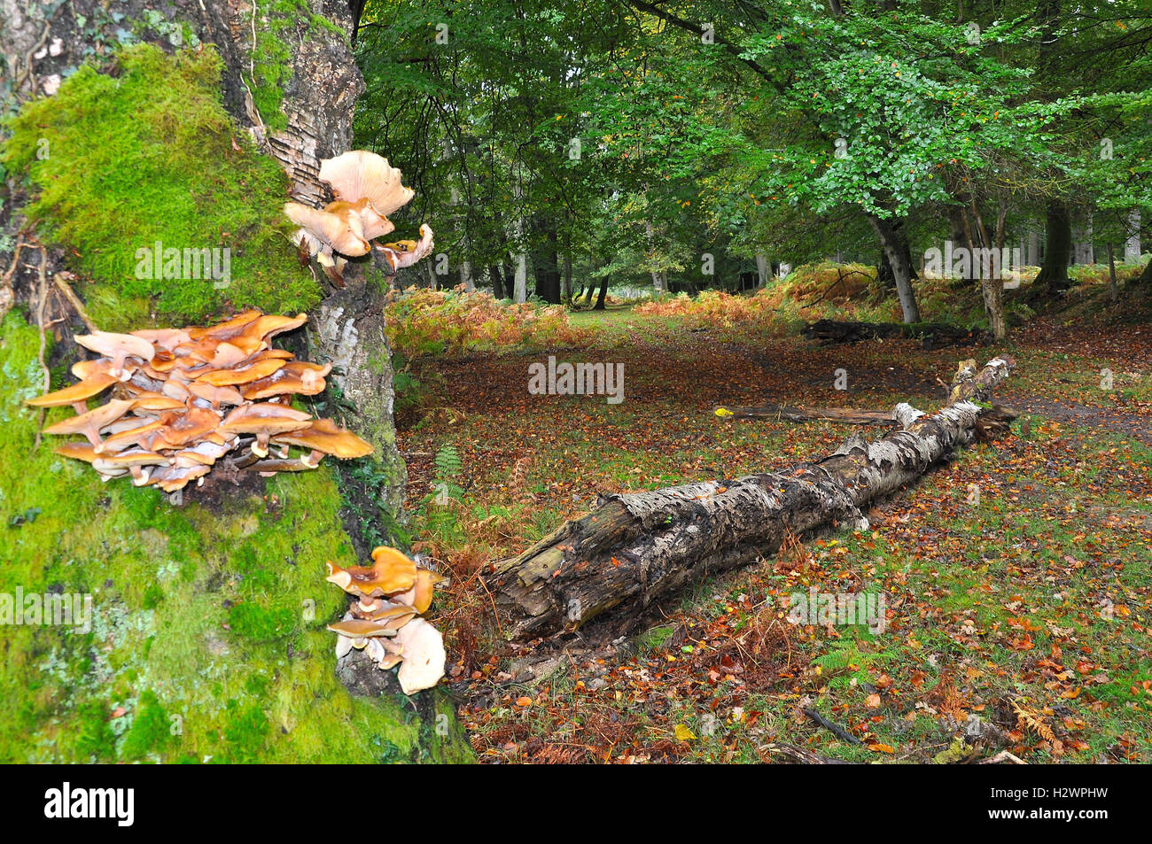 Fungi on tree stump Stock Photo
