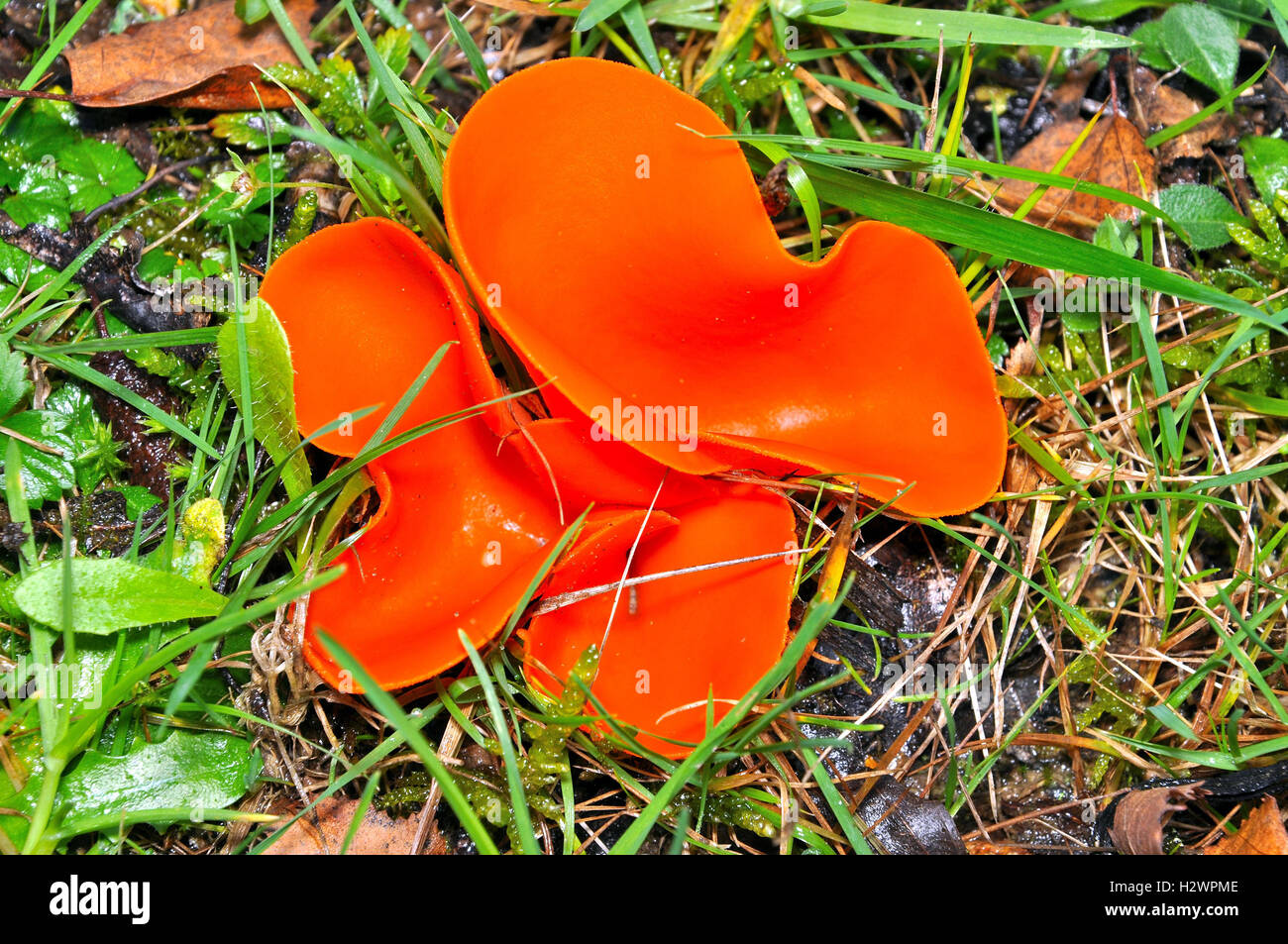 Orange Peel Fungus Aleuria aurantia. Stock Photo