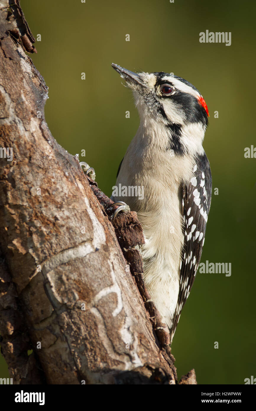 A downy woodpecker clinging to a dead tree trunk. Stock Photo