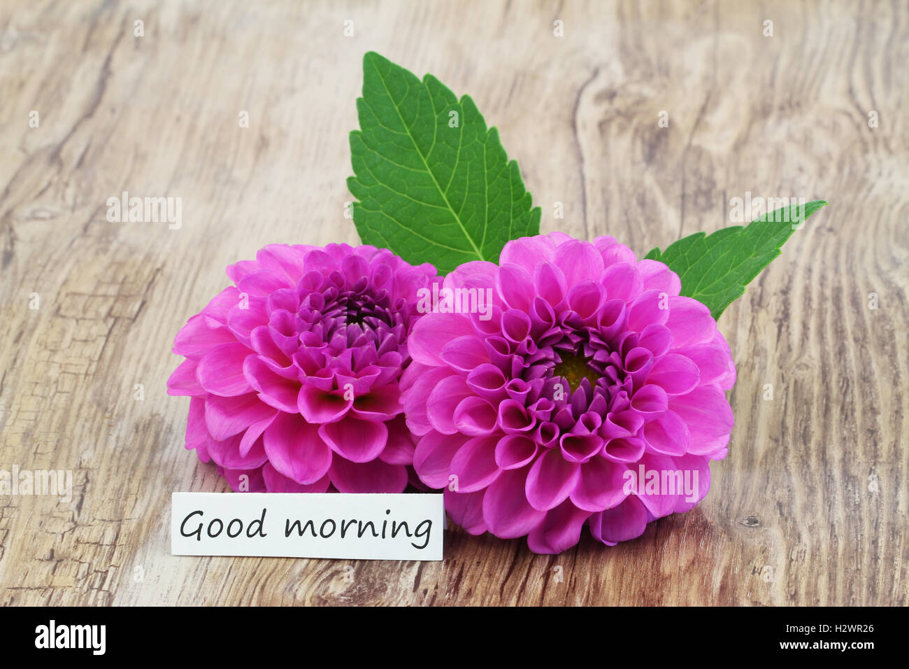 Good morning card with two pink dahlia flowers on wooden surface Stock