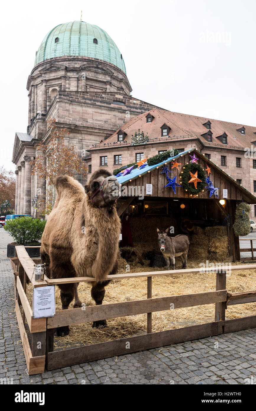 A traditional nativity stable setting complete with live animals as part of the Nuremberg Christmas market festival in Nuremberg, Germany Stock Photo