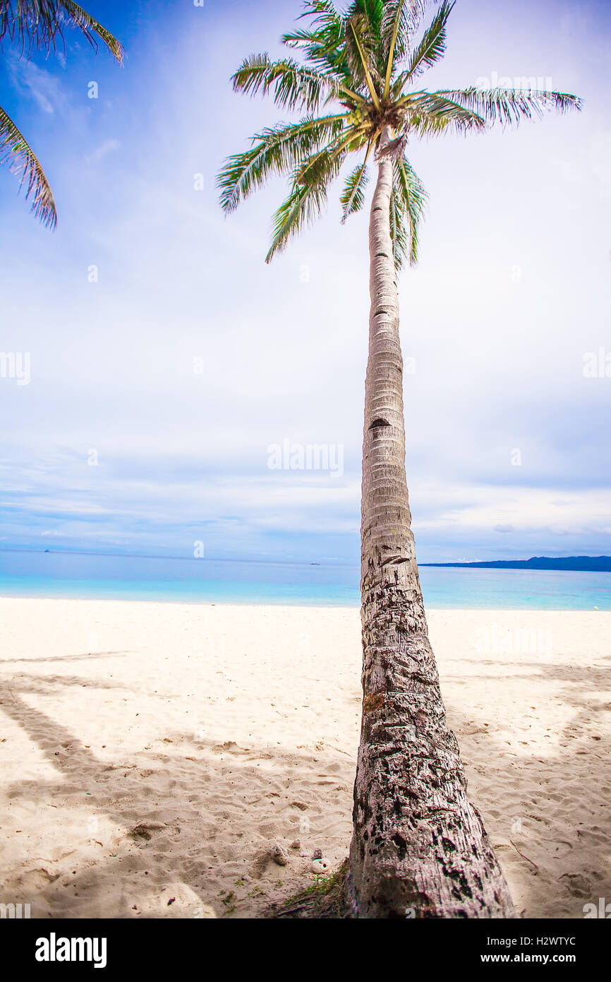 Coconut Palm tree on the sandy beach background blue sky and clean sea ...